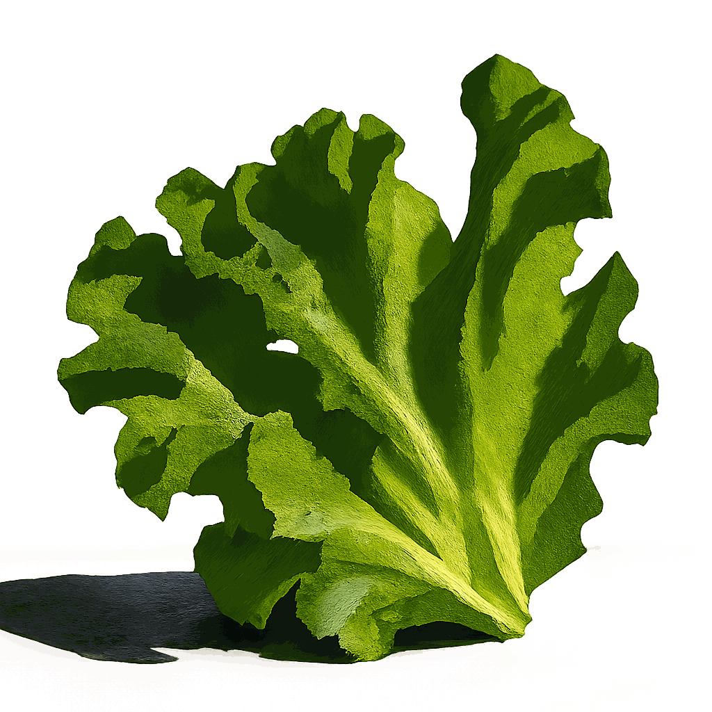 Sea lettuce